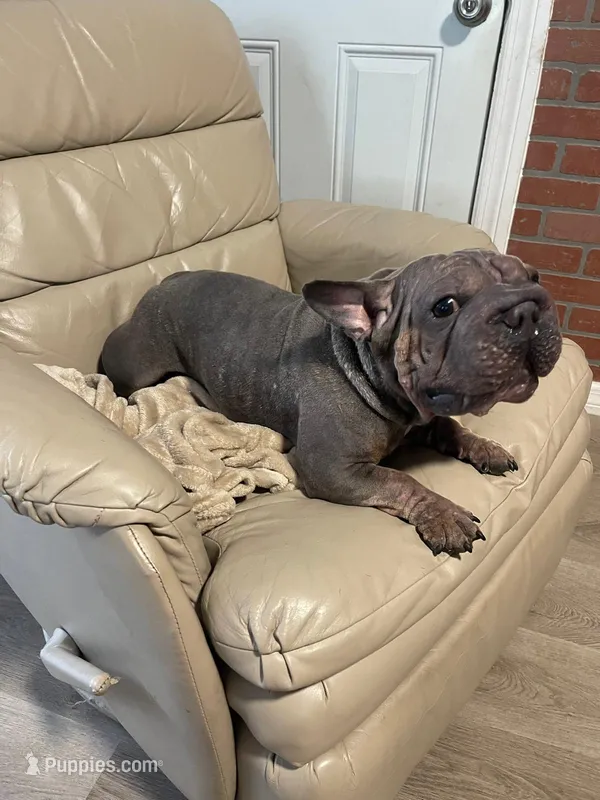 Doky – French Bulldog puppy for sale in Fruitland Park, FL