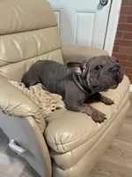 Doky, a male French Bulldog for sale in Fruitland Park, FL – 1 of 5