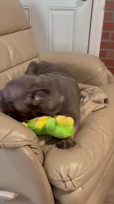 Doky, a male French Bulldog for sale in Fruitland Park, FL – 5 of 5