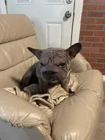 Doky, a male French Bulldog for sale in Fruitland Park, FL – 3 of 5
