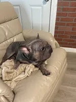 Doky, a male French Bulldog for sale in Fruitland Park, FL – 4 of 5