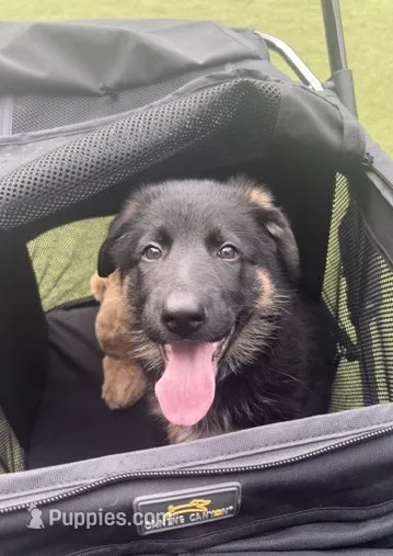 Lady Liberty – German Shepherd Dog puppy for sale in Vashon, WA