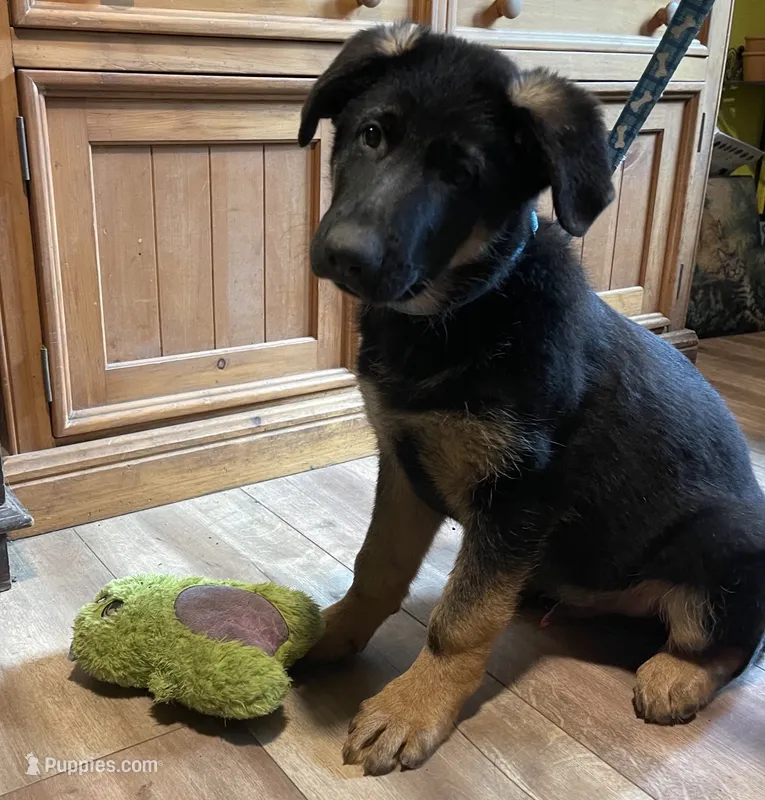 Buddy – German Shepherd Dog puppy for sale in Vashon, WA
