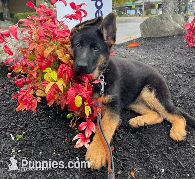 Octavia – German Shepherd Dog puppy for sale in Vashon, WA