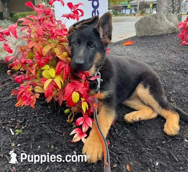 Octavia, a female German Shepherd Dog for sale in Vashon, WA – 1 of 2