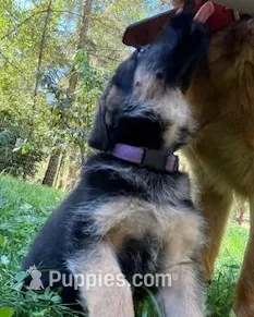 Princess Petunia – German Shepherd Dog puppy for sale in Vashon, WA