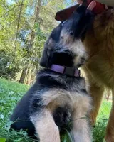 Princess Petunia, a female German Shepherd Dog for sale in Vashon, WA – 1 of 1