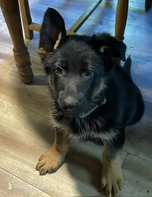 Larry – German Shepherd Dog puppy for sale in Vashon, WA