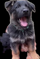Bernard, a male German Shepherd Dog for sale in Vashon, WA – 2 of 3