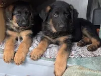 Lady Liberty, a male German Shepherd Dog for sale in Vashon, WA – 2 of 2