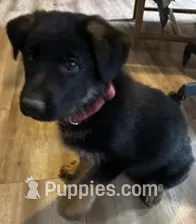 Rosemary – German Shepherd Dog puppy for sale in Vashon, WA