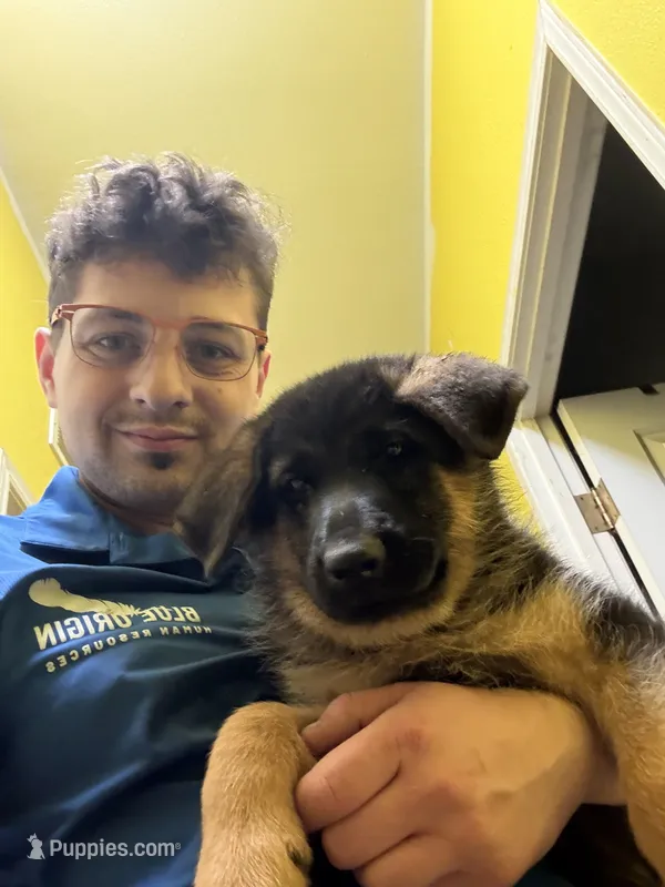 Buddy – German Shepherd Dog puppy for sale in Vashon, WA