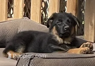 Bear – German Shepherd Dog puppy for sale in Vashon, WA
