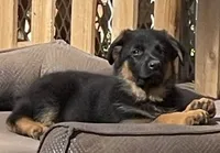 Bear, a male German Shepherd Dog for sale in Vashon, WA – 1 of 2