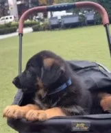 Buddy – German Shepherd Dog puppy for sale in Vashon, WA