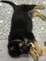 Bear, a male German Shepherd Dog for sale in Vashon, WA – 2 of 2
