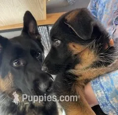 October – German Shepherd Dog puppy for sale in Vashon, WA