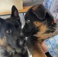 October, a female German Shepherd Dog for sale in Vashon, WA – 1 of 1