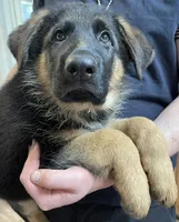 Terry, a male German Shepherd Dog for sale in Vashon, WA – 1 of 1