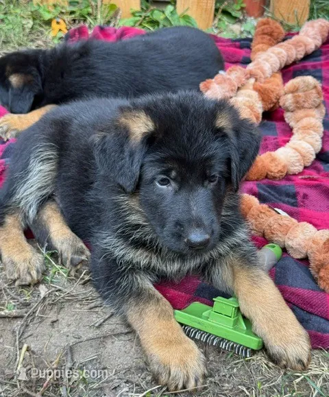 Bernard – German Shepherd Dog puppy for sale in Vashon, WA