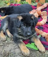 Bernard, a male German Shepherd Dog for sale in Vashon, WA – 1 of 3