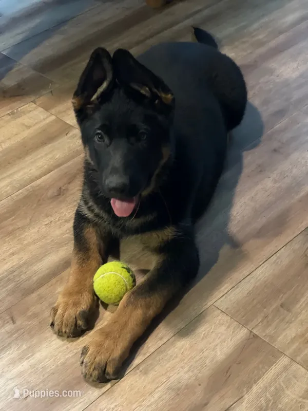 Rosemary – German Shepherd Dog puppy for sale in Vashon, WA