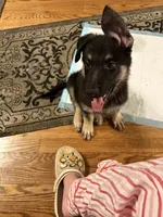 Thor, a male German Shepherd Dog for sale in Brookfield, IL – 2 of 2