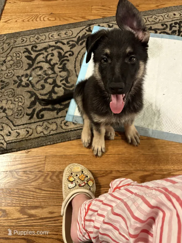 Thor – German Shepherd Dog puppy for sale in Brookfield, IL
