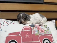 Luna, a female Miniature Dachshund for sale in Wooster, OH – 3 of 3