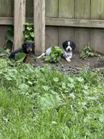 Milo, a male Miniature Dachshund for sale in Wooster, OH – 8 of 10