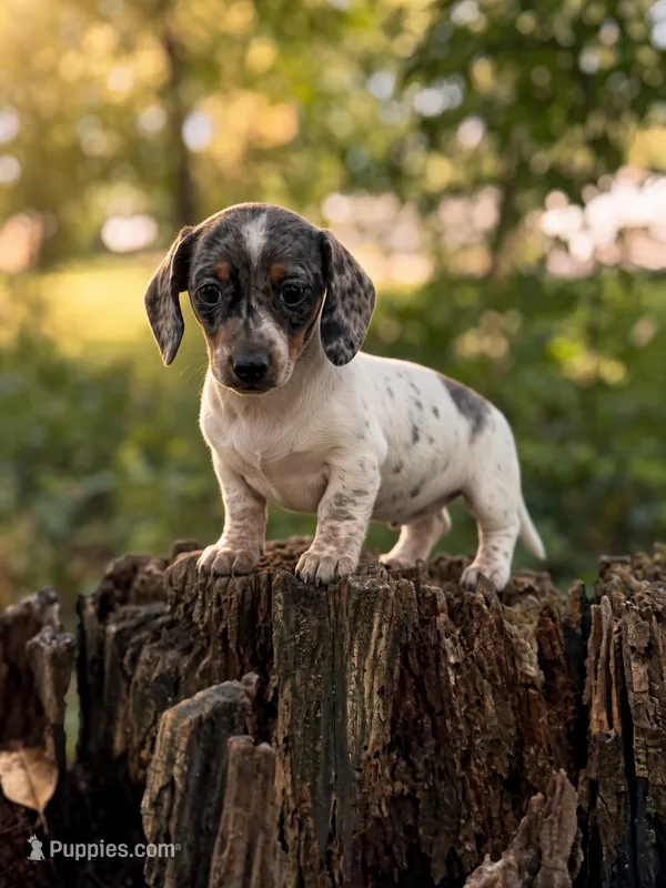 Luna – Miniature Dachshund puppy for sale in Wooster, OH