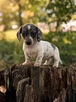 Luna, a female Miniature Dachshund for sale in Wooster, OH – 1 of 3