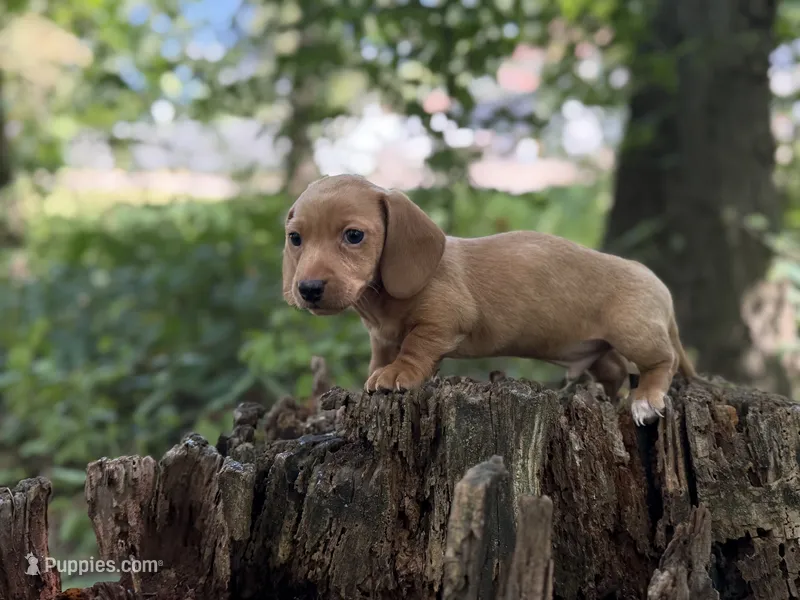 Dune – Miniature Dachshund puppy for sale in Wooster, OH
