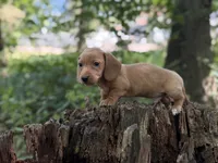 Dune, a male Miniature Dachshund for sale in Wooster, OH – 1 of 3