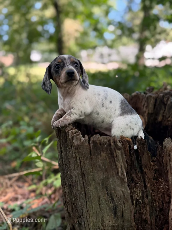 Stella – Miniature Dachshund puppy for sale in Wooster, OH