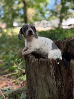 Stella, a female Miniature Dachshund for sale in Wooster, OH – 1 of 3