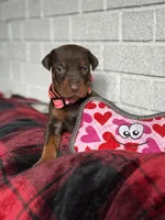 Luna, a female Doberman Pinscher for sale in Wooster, OH – Photo 3 of 5