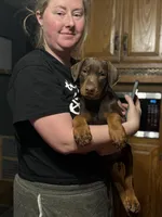 Harley, a female Doberman Pinscher for sale in Wooster, OH – Photo 4 of 4