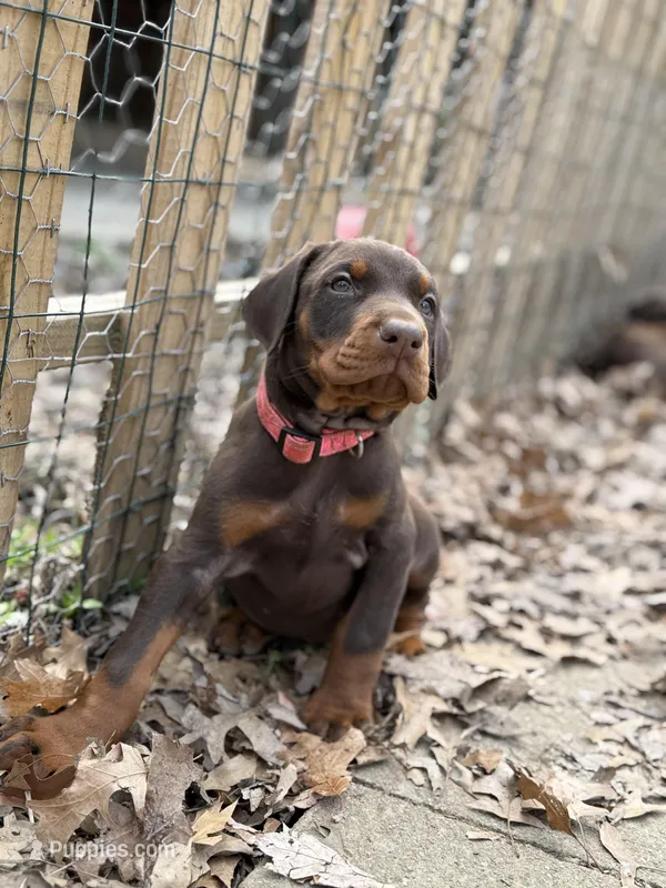 Luna – Doberman Pinscher puppy for sale in Wooster, OH