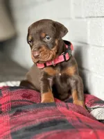 Luna, a female Doberman Pinscher for sale in Wooster, OH – Photo 2 of 5