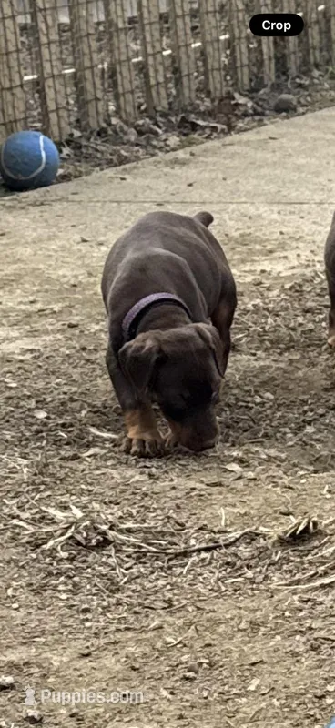 Harley – Doberman Pinscher puppy for sale in Wooster, OH