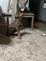 Harley, a female Doberman Pinscher for sale in Wooster, OH – Photo 2 of 4