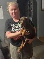 Harley, a female Doberman Pinscher for sale in Wooster, OH – Photo 3 of 4