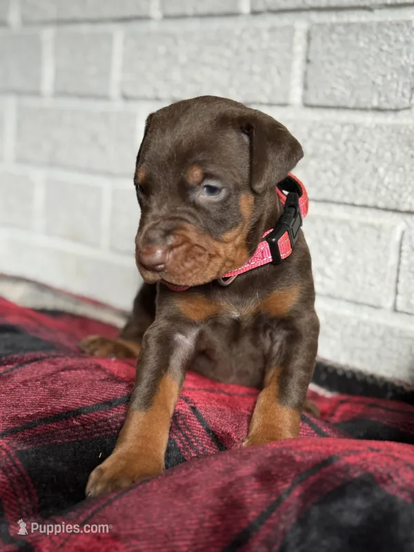 Luna, a female Doberman Pinscher for sale in Wooster, OH – Photo 1 of 5