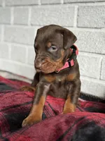 Luna, a female Doberman Pinscher for sale in Wooster, OH – Photo 1 of 5