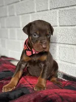 Luna, a female Doberman Pinscher for sale in Wooster, OH – Photo 4 of 5