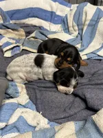 Ottis, a male Miniature Dachshund for sale in Wooster, OH – 6 of 8