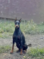 Kia, a female Doberman Pinscher for sale in Wooster, OH – Photo 3 of 3
