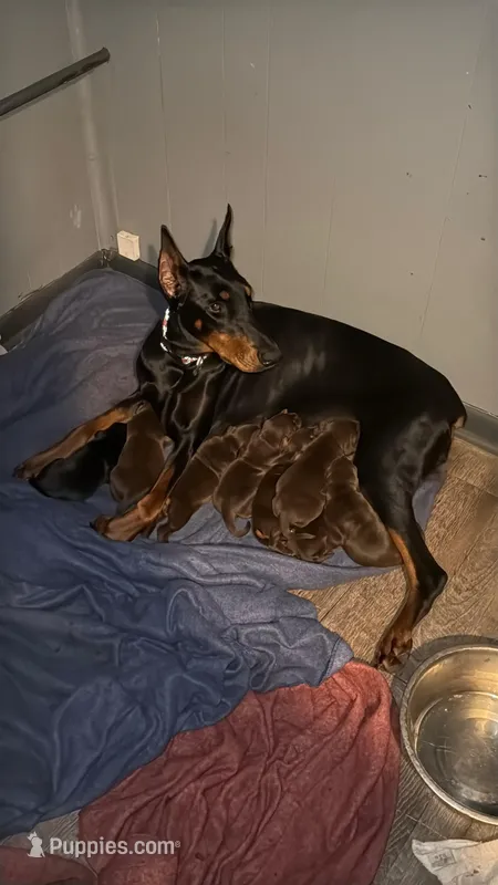 Kia, a female Doberman Pinscher for sale in Wooster, OH – Photo 1 of 3