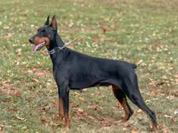 Kia, a female Doberman Pinscher for sale in Wooster, OH – Photo 2 of 3
